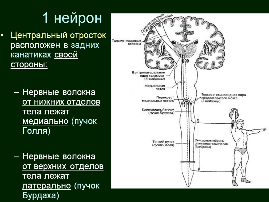 Рено кортикальный индекс